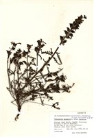 藏品(沼生馬先蒿)的圖片